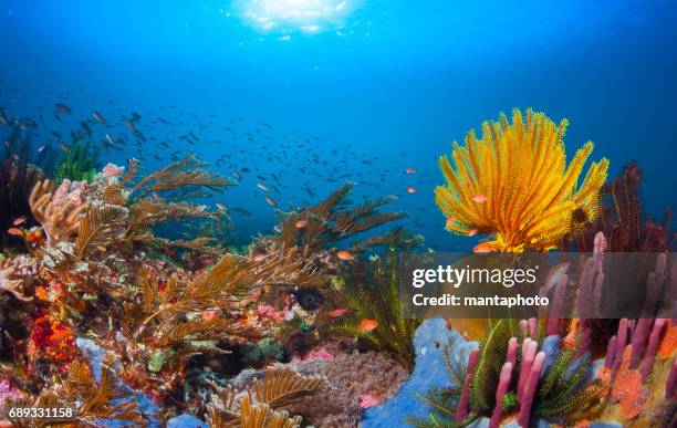 coral reef - coral reef stock pictures, royalty-free photos & images