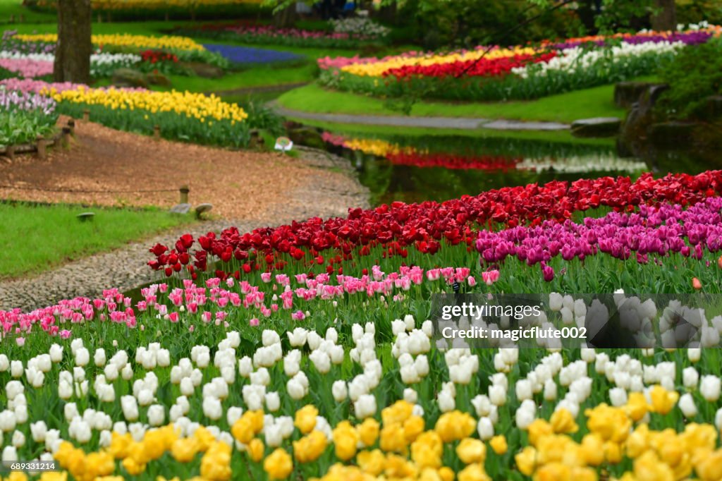 Flores de tulipa, no Parque Nacional de Governmaent comemorativas de Showa