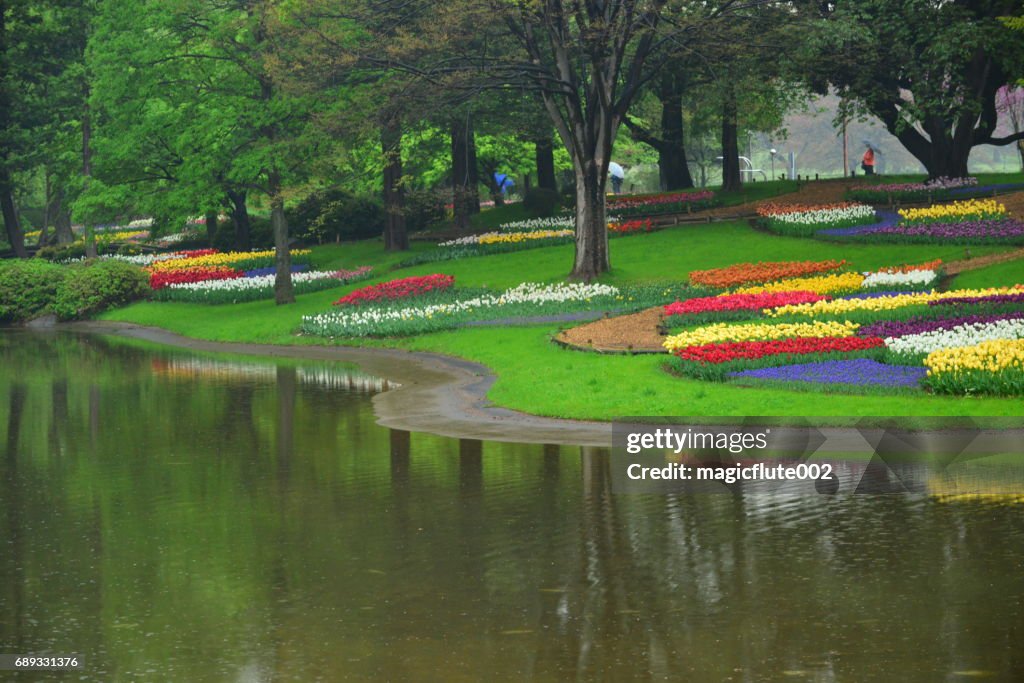Flores de tulipán en el Parque Showa conmemorativa nacional Governmaent