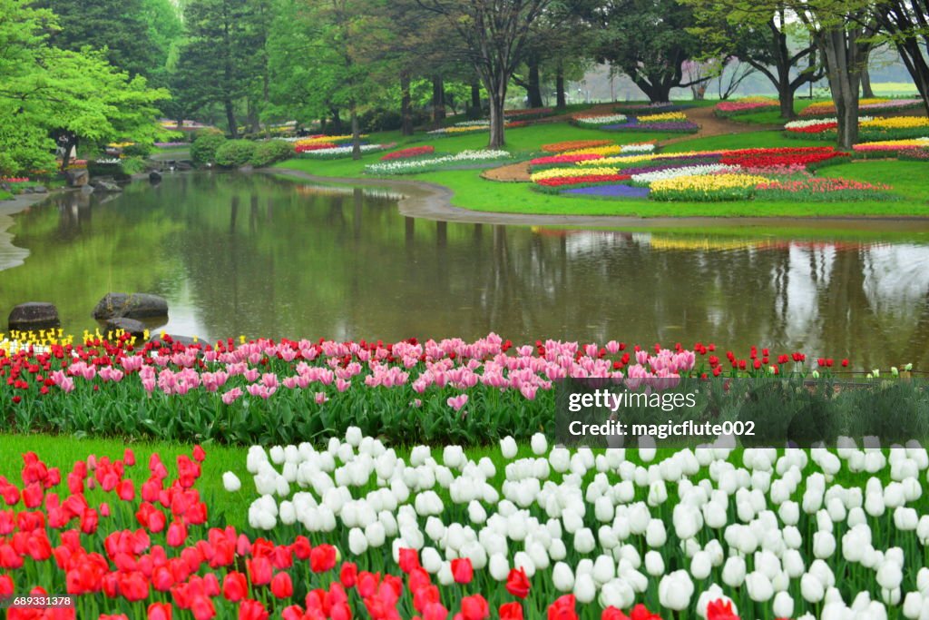 Flores de tulipa, no Parque Nacional de Governmaent comemorativas de Showa