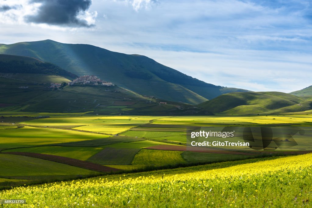 Castelluccio di Norcia - Lentil flowering