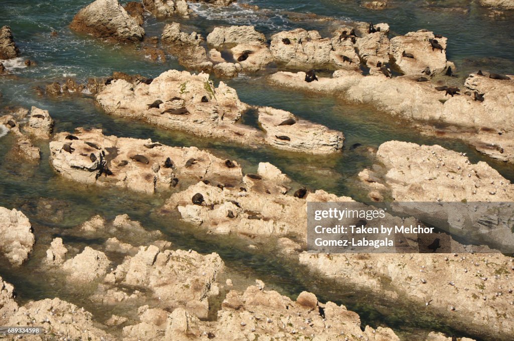 Kaikoura Seal Colony