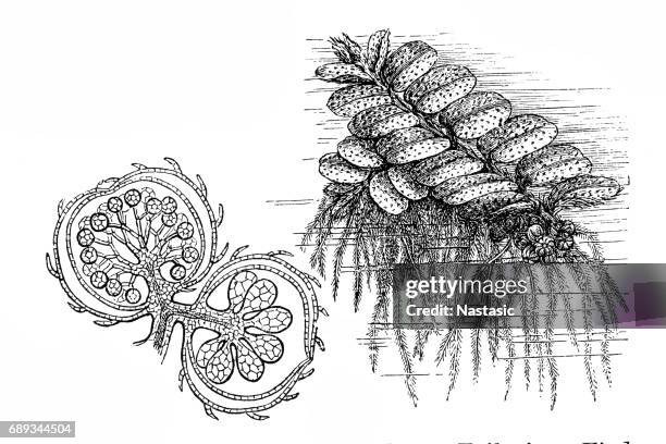 floating fern (salvinia natans) - salvinia stock illustrations