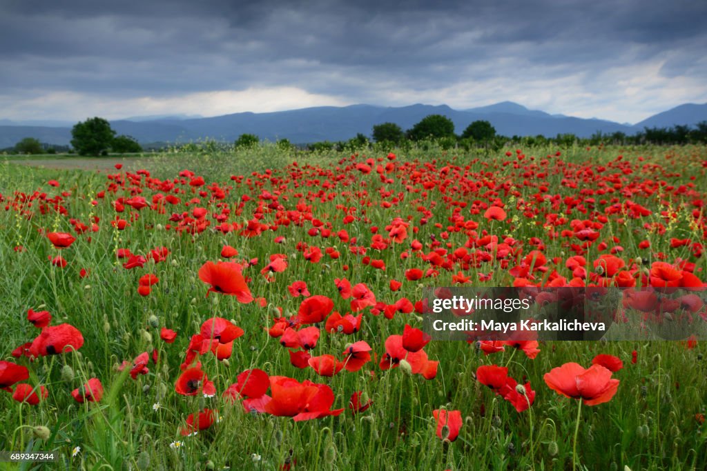 A poppy field and a mountain ridge in the background