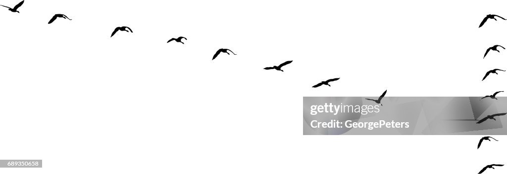 Flock of Canada Geese flying in v-formation and migrating