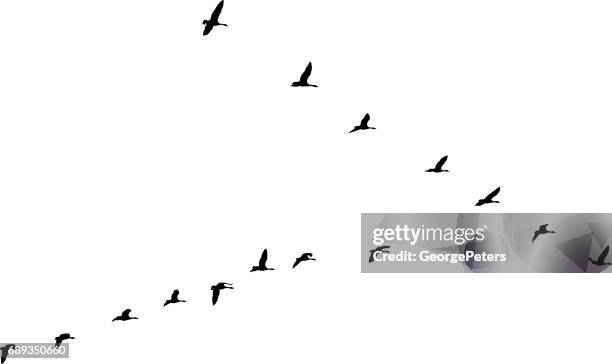 flock of canada geese flying in v-formation and migrating - canada goose stock illustrations