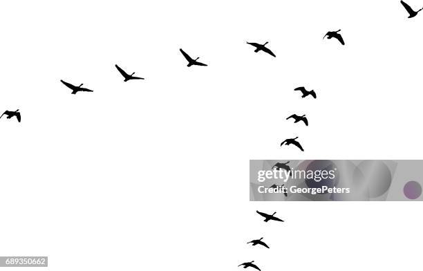 flock of canada geese flying in v-formation and migrating - spring arrival stock illustrations