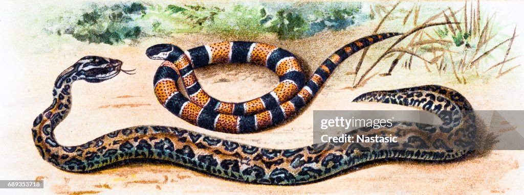 Martinican Pit Viper (Bothrops lanceolatus) och målad korall orm (Micrurus corallinus)