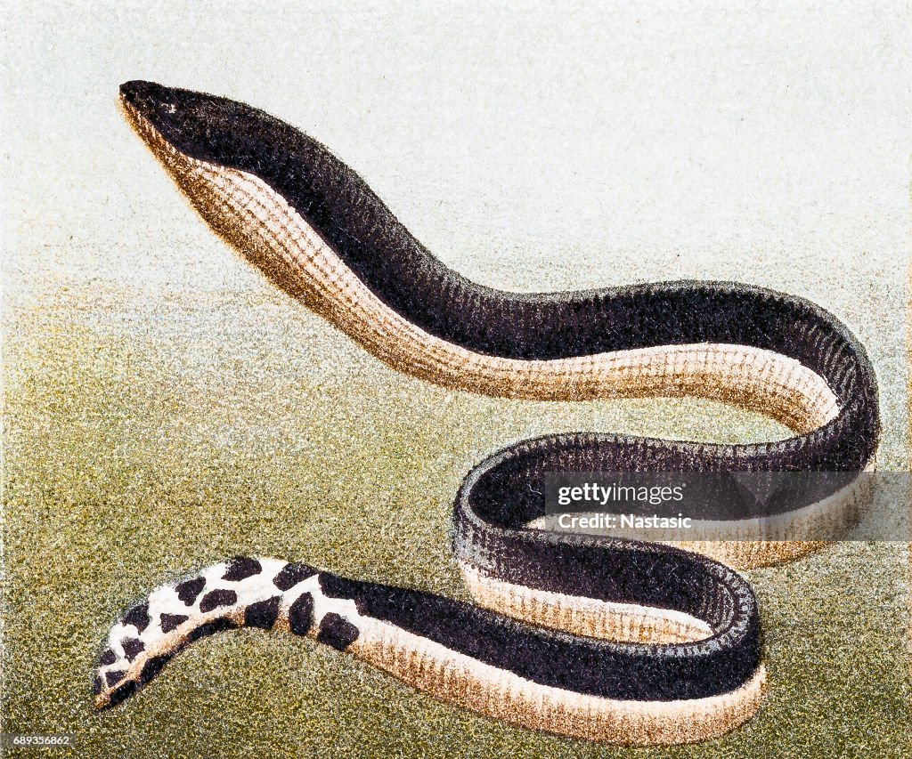 Bauche Seeschlange (Hydrophis Platurus)