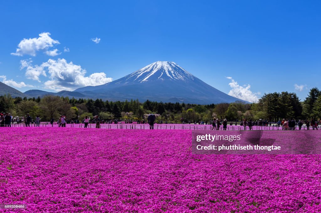 Fuji Mountain and Pink Moss at Shibazakura festival  in Japan.