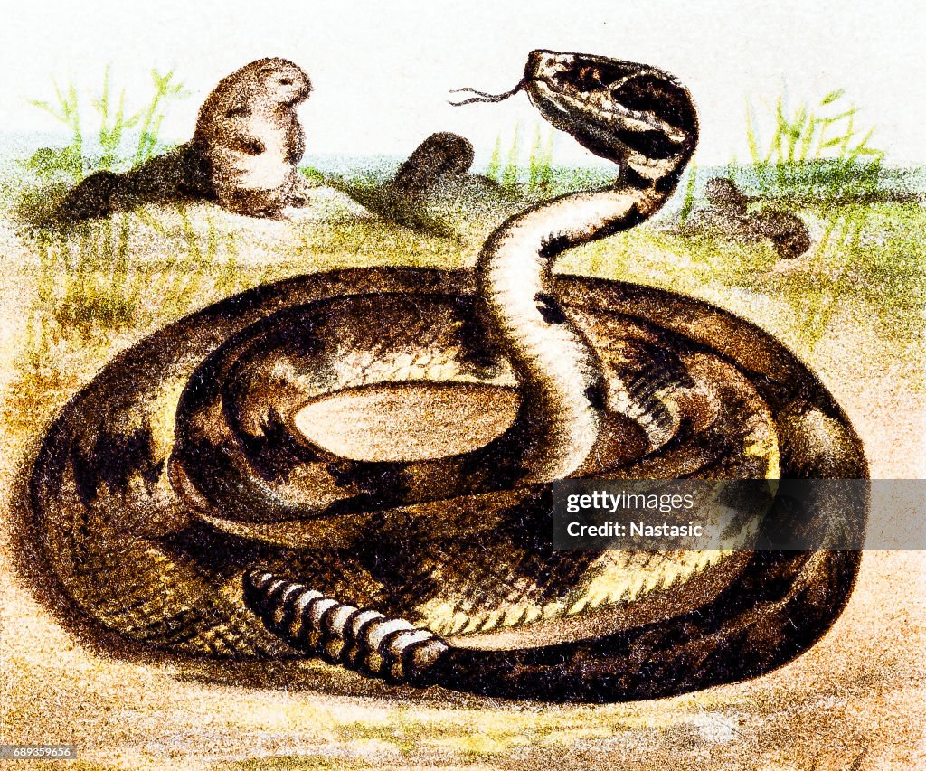 South American rattlesnake (Crotalus durissus)