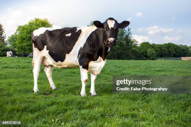 cow on the field - vache laitière photos et images de collection