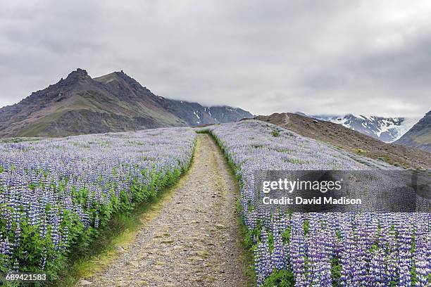 lupine fields in vatnajökull national park. - vatnajokull photos et images de collection