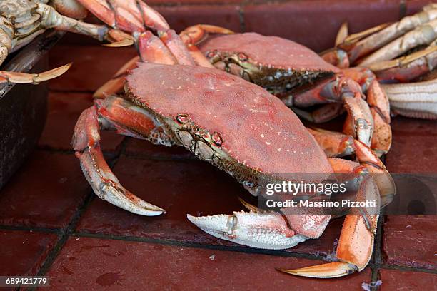 detail of dungeness crab - massimo pizzotti fotografías e imágenes de stock