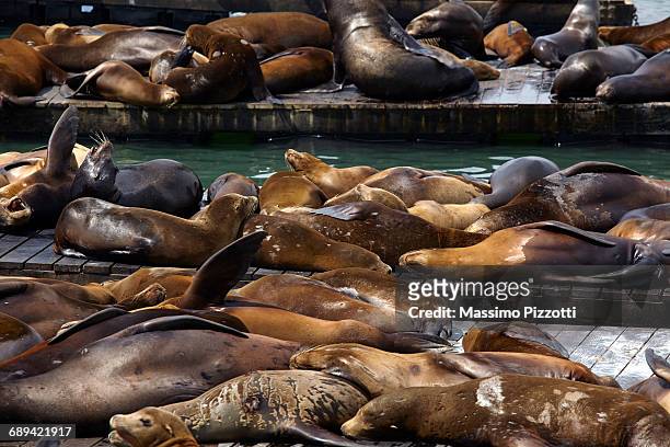 sea lions at pier 39, san francisco, usa - massimo pizzotti fotografías e imágenes de stock