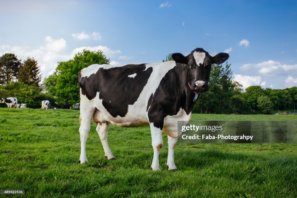 Black White Cow
