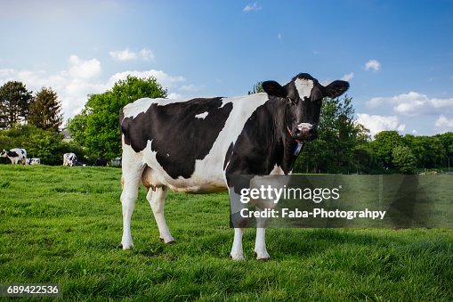 Black White Cow Black White Cow