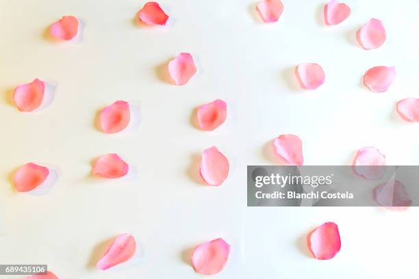 petals of rose on white background - pétalo fotografías e imágenes de stock