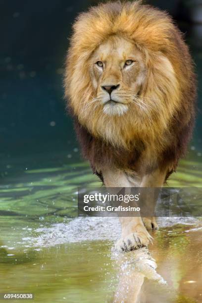 african lion walking towards to camera - lion expression stock pictures, royalty-free photos & images