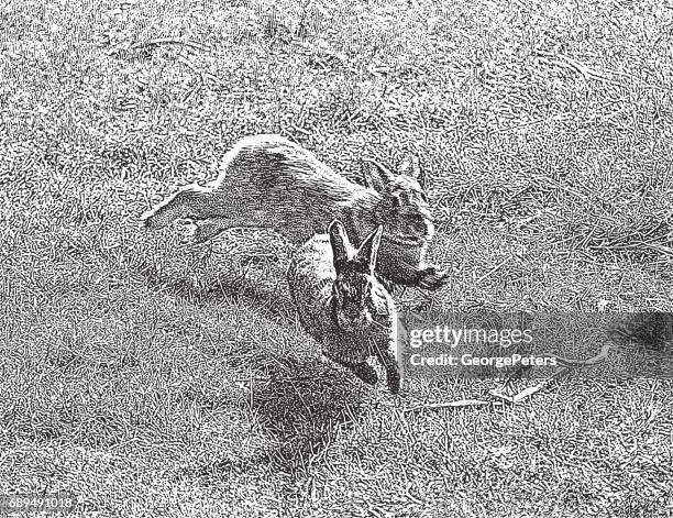 Southern Rabbits Mating 96 Mating Rabbits Stock Photos, High-Res Pictures, and Images - Getty ...