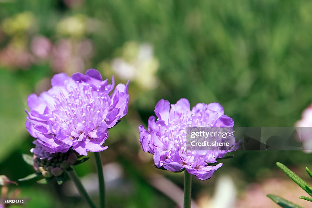 Purple Scabiosa