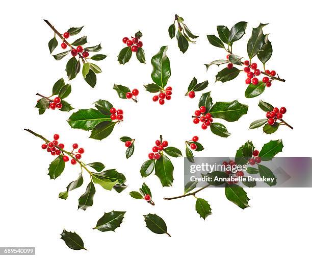 christmas holly on white - holly ストックフォトと画像