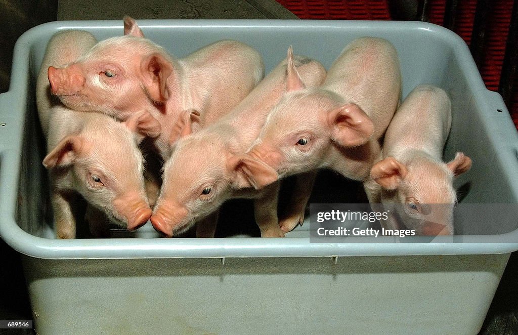 Cloned Piglets To Be Used For Organs in Human Transpalnts