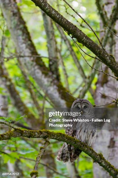 barred owl, strix varia, in a tree - fish owl stock pictures, royalty-free photos & images