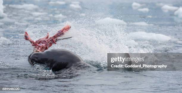 antarktis: seeleopard goudier-insel - leopard seal stock-fotos und bilder