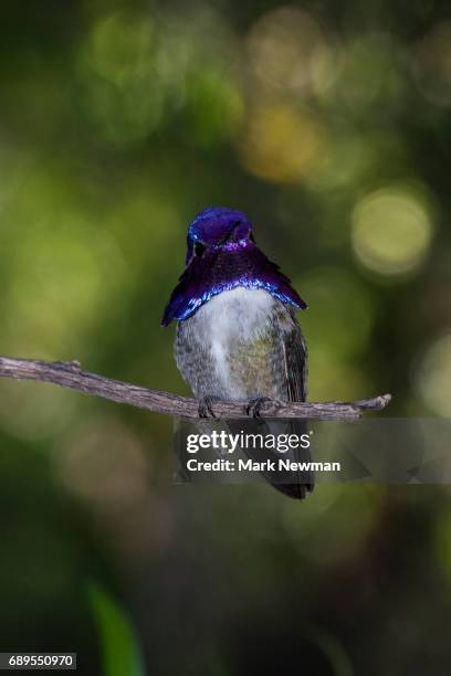 costa's hummingbird - コスタハチドリ ストックフォトと画像