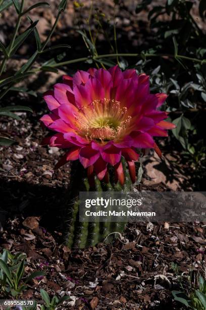 155 Torch Cactus Stock Photos, High-Res Pictures, and Images - Getty Images