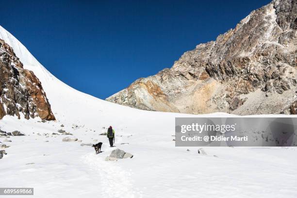 hiker with dog across cho la pass in the himalayas in nepal - gokyo valley stock pictures, royalty-free photos & images