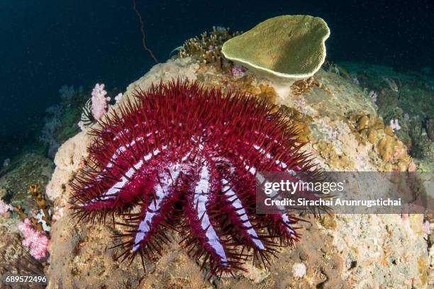 a crown of thorns starfish eats coral in a reef - acanthaster planci imagens e fotografias de stock