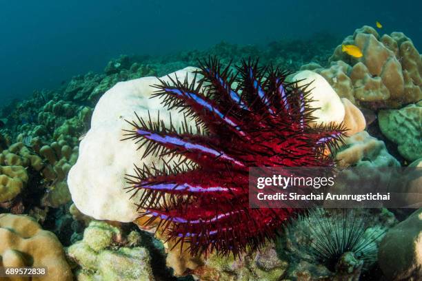 crown of thorns starfish eats coral in a reef - sea life colorful stock pictures, royalty-free photos & images
