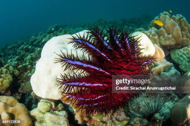 crown of thorns starfish eats coral in a reef - acanthaster planci bildbanksfoton och bilder