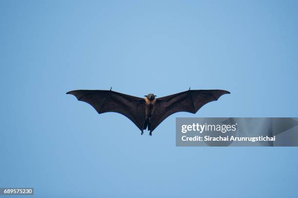 a maldivian flying fox soars under clear blue sky - big brown stock pictures, royalty-free photos & images