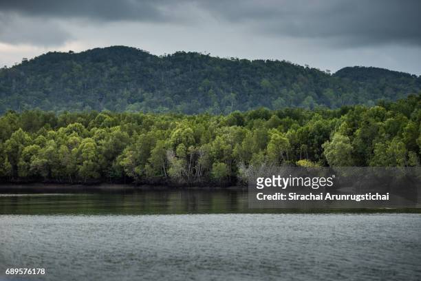 mangrove forest by a riverside under dark sky - mangrove tree stock pictures, royalty-free photos & images