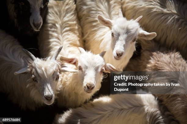 chèvres pashminas dans un enclos en plein air - scène non urbaine stock-fotos und bilder