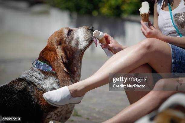 Woman is seen feeding vanilla ice cream to her dog near the banks of the Brda river on 28 May, 2017.