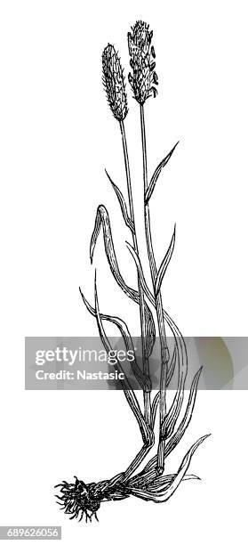 alopecurus pratensis (meadow foxtail) - alopecurus stock illustrations