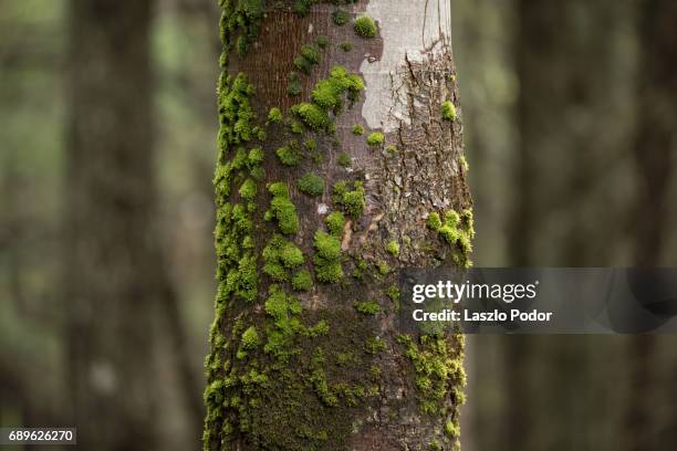 mossy tree trunk - tree trunk stockfoto's en -beelden