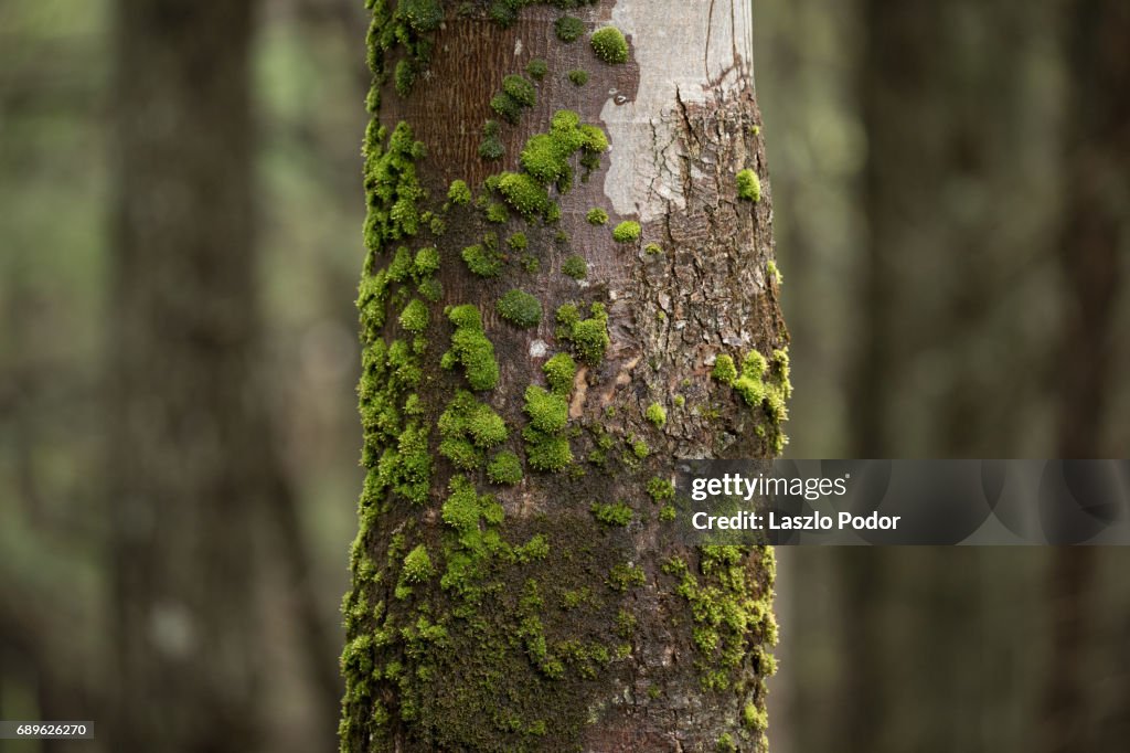 Mossy tree trunk