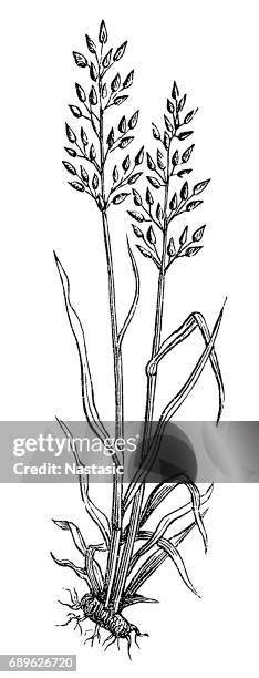 festuca pratensis, meadow fescue-grass - meadow fescue stock illustrations