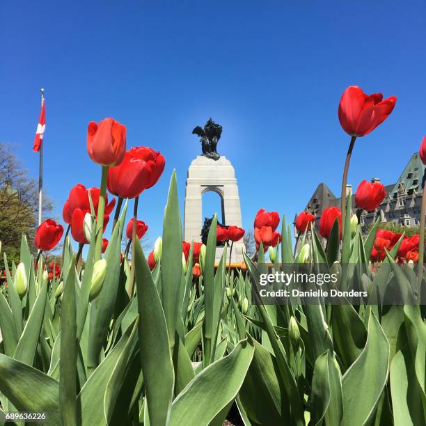 canada's memorial cenotaph through red tulips in springtime - danielle donders stock pictures, royalty-free photos & images