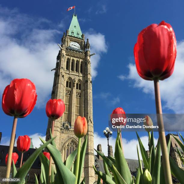 low perspectivce of red tulips in front of the peace tower and parliament - danielle donders stock pictures, royalty-free photos & images