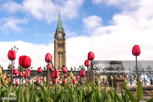 canada's parliament buildings behind red tulips and a wrought-iron fence - ottawa fotografías e imágenes de stock