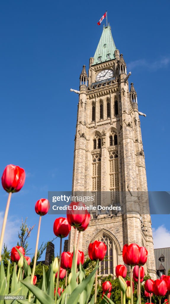 Low perspectivce of red tulips in front of Canada's Parliament Buildings