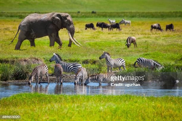 elephant - zebra herd stock pictures, royalty-free photos & images