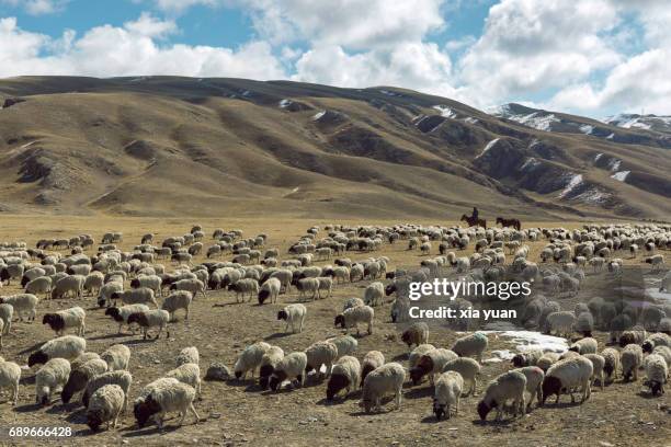 mongolian on horse with herd of sheep on the bayanbulak grassland,china - mongolischer abstammung stock-fotos und bilder