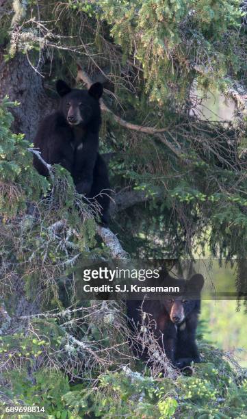 wild black bear yearling cubs looking at viewer from up in spruce tree branches. - quetico provincial park stock pictures, royalty-free photos & images